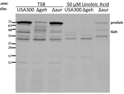 Figure 5. Induction of Aur by linoleic acid results in processing of proGeh to Geh in S