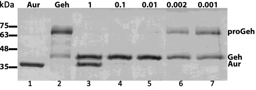 Figure 7. Visualization of proGeh processing by Aur. SDS-PAGE gel showing processing 
