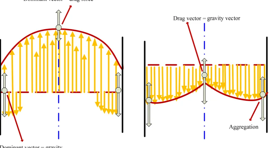 Figure 2.13  Radial flow structures in CFB riser and downer (Bi and Zhu, 1993) 