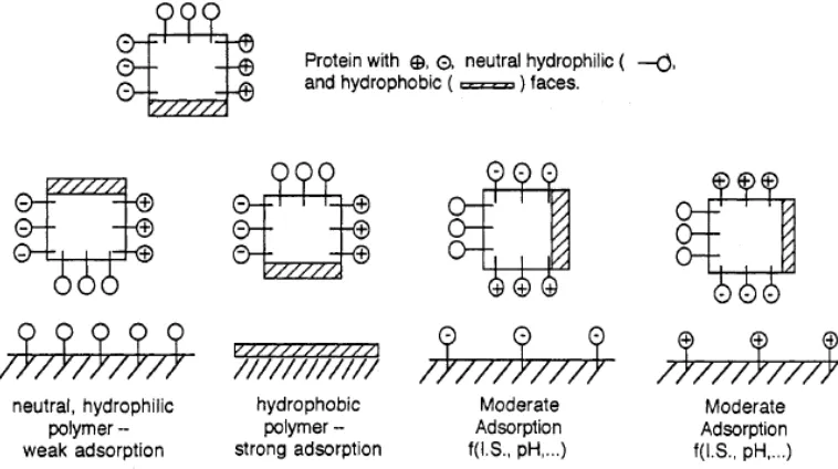 Figure 1-1: Schematic view of simplification of protein model, with hydrophobic, neutral hydrophilic, negatively and positively charged domains (sides)