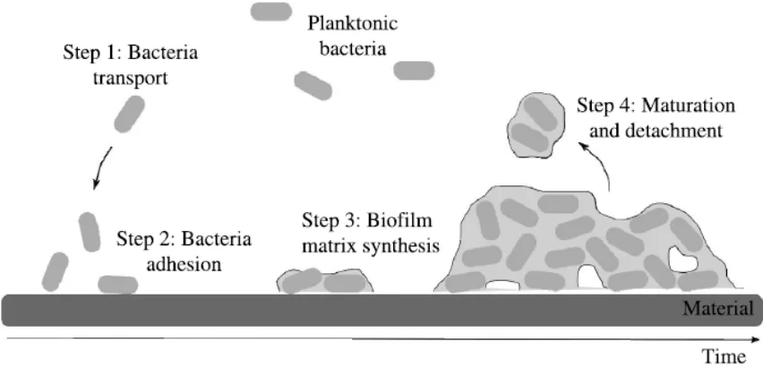Figure 1-2: Scheme of biofilm development. Reproduced from Reference [43]. 