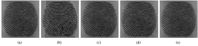 Fig. 12. (a) Original image, an area at the singularities with size 300 × 300, (b) JPEG, (c) JPEG 2000, (d) WSQ, (e) the proposed method at compression ratios 30 : 1