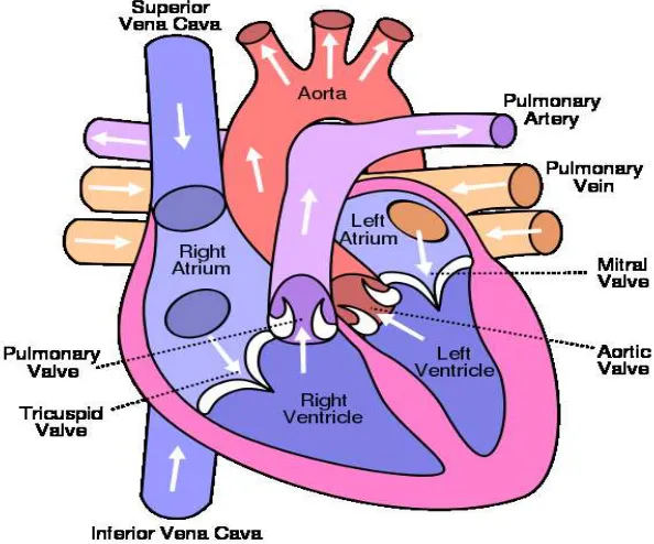 Figure 1.1: Blood Circulation. The ﬁgure is adopted from: