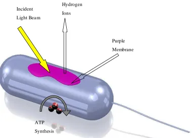 Figure 2.1 Schematic diagram of a Beam Halobacterium salinarium cell. A two-dimensional 