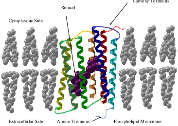 Figure 2.2 General Structural description of purple membrane patches containing bR. A 