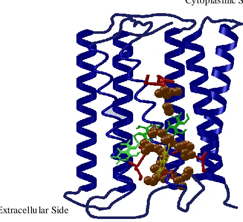 Figure 2.3 Detailed structural description of the bR. The seven transmembrane helices are 