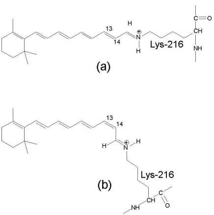 Figure 2.4 Photo-isomerization of the bR retinal from (a) all-trans to (b) 13-cis in bR
