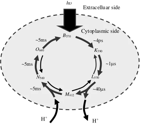 Figure 2.5. Basic photochemical cycles of bacteriorhodopsin, when exposed to visible 