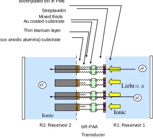 Figure 5.1 Layered structure of an optically driven pH gradient generator used to 