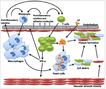 Figure 1. In response to lipoprotein retention in pre-lesional artery wall, endothelial cell permit monocyte infiltration