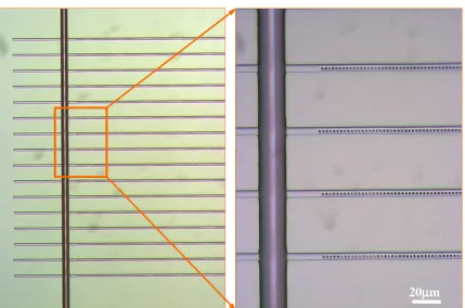 Figure 4.7: Optical micrograph of an array of 16 DFB dye laser cavities connected to theinput liquid channel in PDMS