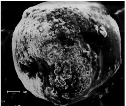 Figure 1. SEM image of NiO/CuO composites under 120˚C 30 h. 
