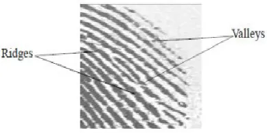 Fig 3: Common Fingerprint Patterns. 