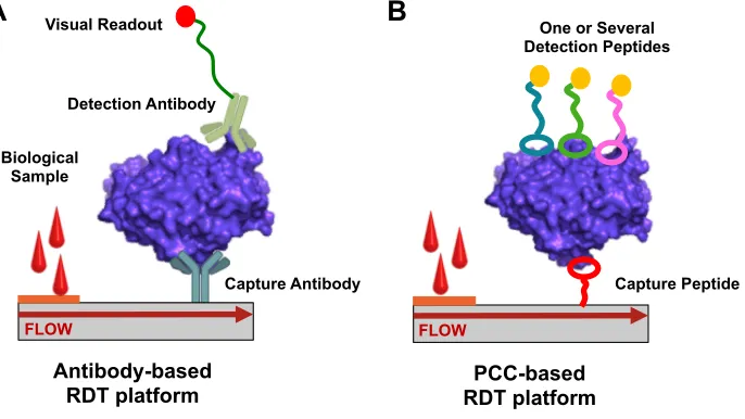 Figure 1-1.  A typical rapid diagnostic test (RDT) is a lateral flow assay.  (A) An antibody-