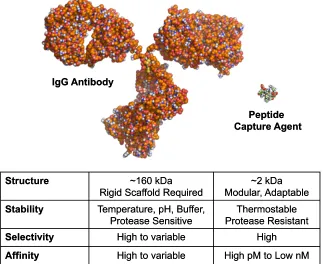 Figure 1-2.  A comparison of antibodies to peptide-based affinity agents (PCCs) for protein 