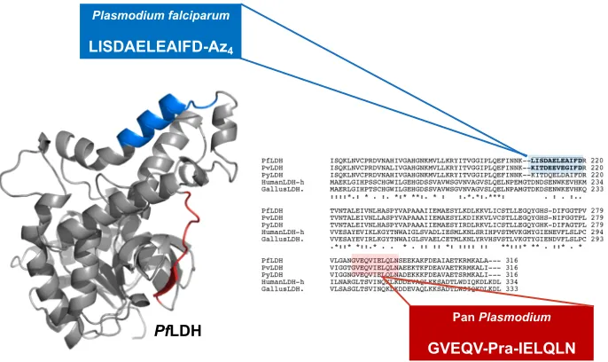 Figure 2-2.  An epitope (blue) that is specific to PfLDH was targeted for capture and fitted 