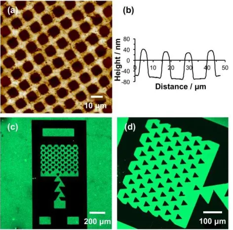 Figure 3. (a) AFM topographical image of a patterned POEGMEMA brush formed by UV 