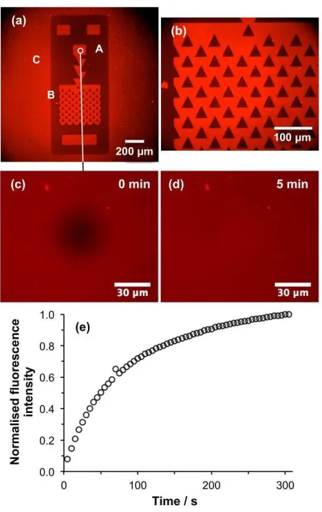 Figure 5. (a,b) Fluorescence micrographs of a trap structure formed by UV exposure of a 