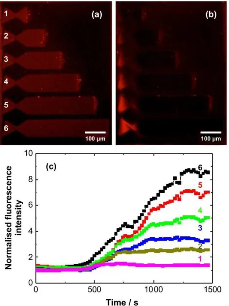Figure 6. Fluorescence micrographs of trap structures before (a) and after application of a 100 V 