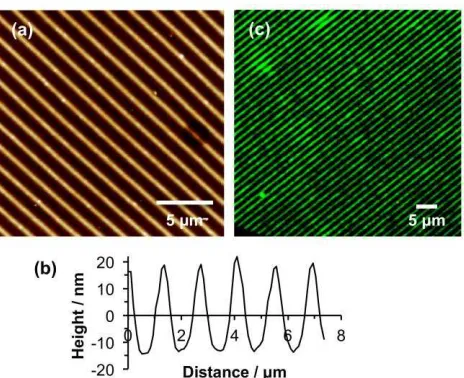 Figure 7. (a) AFM height image of POEGMEMA nanostructures formed by using IL to expose a 