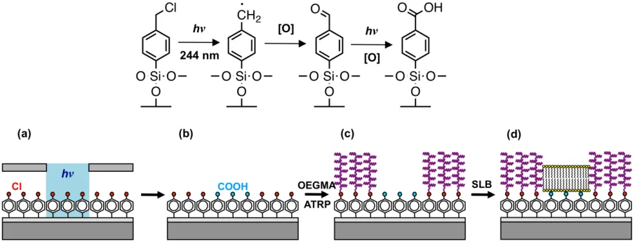 Figure 1. Top: reaction scheme for the photochemical oxidation of CMPTS. Bottom: schematic 