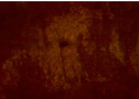 Figure 10. Micrograph of Cu 15% Zn alloy (×400).  