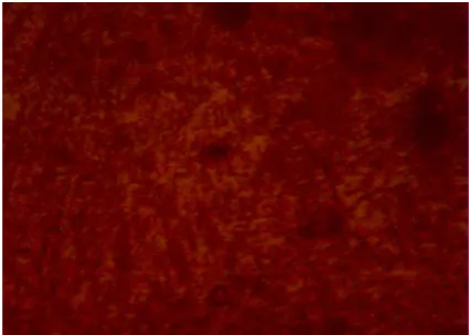 Figure 7. Micrograph of the as-received Cu-Zn alloy (×400). 