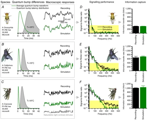 Figure 2. Photoreceptors that generate more, faster and more precise samples (quantum bumps) from