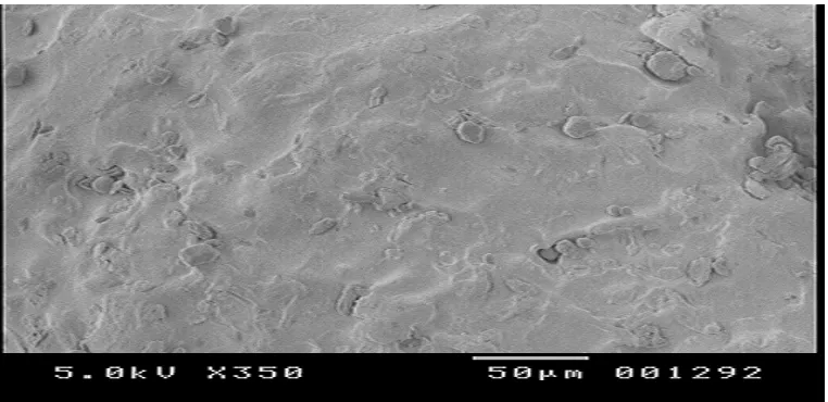 Fig : 8 scanning electron micrograph of developed pellets . 
