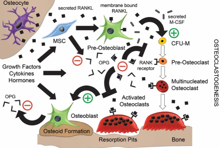 Figure 1.Figure 1. Mechanism of bone remodelling involving RANK/RANKL/OPG effects on osteoblasts and osteoclasts [11,19]