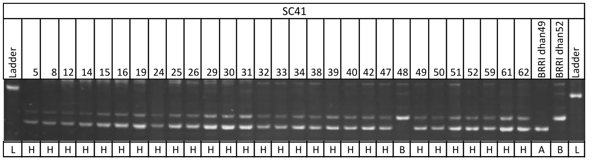 Figure 2. Gel picture shows the partial view of the recombinant selection with the flanking marker SC41