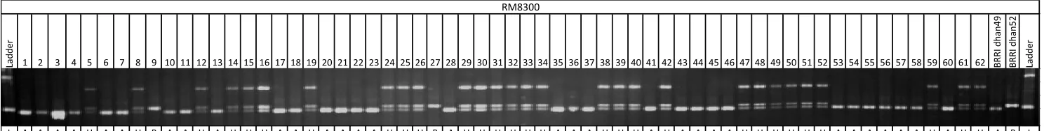 Figure 1. Gel picture of the foreground selection with the tightly linked marker RM8300 in BC4F1 generation