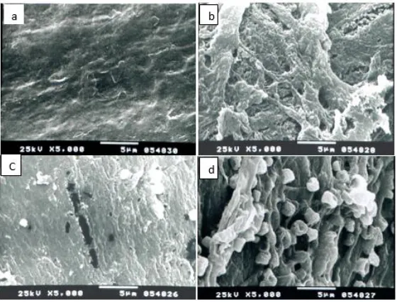 Figure 5.  SEM micrograph of PCL-S MATER Bi ZF03U/A films exposed to Aspergillus flavus 