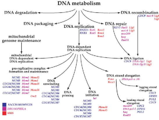 Figure 1.2: Example of Biological Process graph taken from (Ashburner et al. 2000)