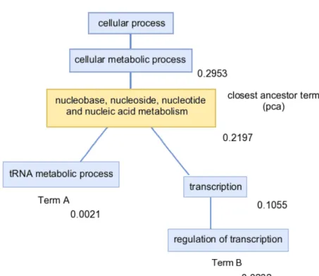Figure 1.4: Example of semantic similarity measure between GO terms ‘regulation of transcription’ and