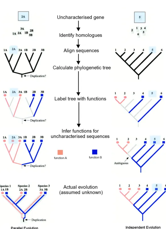 Figure 1.5: Schematic of phylogenomics based approaches. Sequences 2A and 1B can be unambiguously assigned function by clade membership, whilst sequences 5 and 3 on the right hand side represent less clear cut cases since orthologues have evolved independe