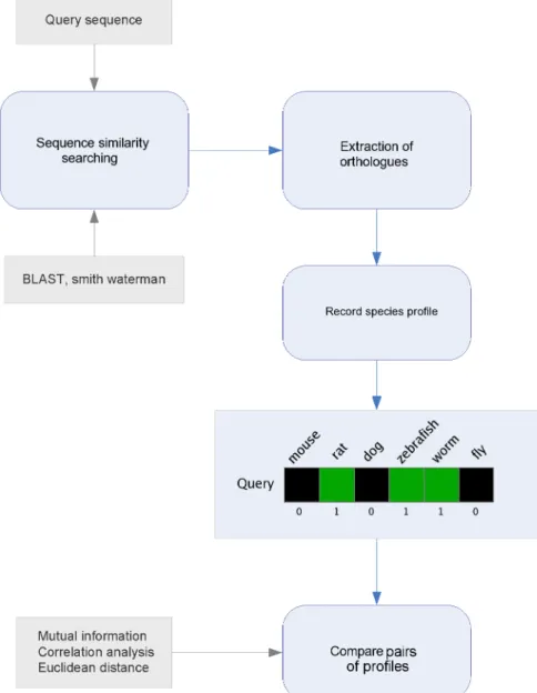 Figure 1.6: Workflow steps involved in phylogenetic profiling analysis. Sequence similarity searching is performed against a set of completely sequenced reference genomes to identify homologues or  ortho-logues