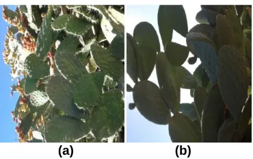 Fig. 1  Cladodes of prickly pear: (a) spineless species; (b) spiny species.  