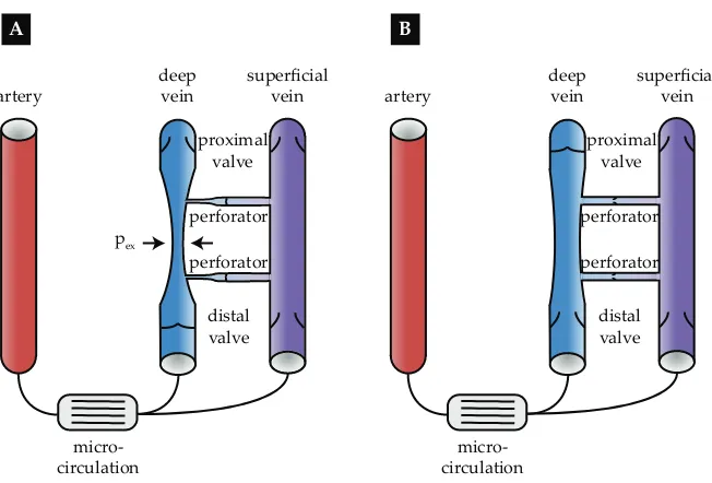 Figure 1: Schematic representation of the muscle pump effect during the Ation andtravascular pressure contrac- B relaxation phase