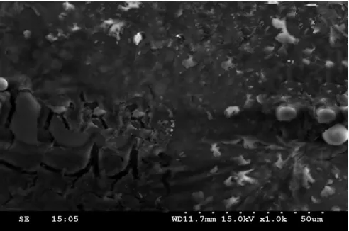 Fig No 2: SEM Reports for NE 3 formulation  