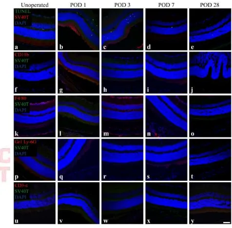 Figure 1 CT-1408 Cell Transplantation early e-pub; provisional acceptance 01/10/2017         36 