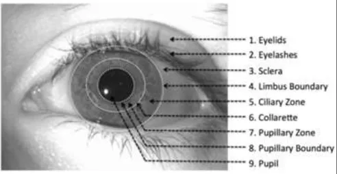Fig. 1: Iris Image 