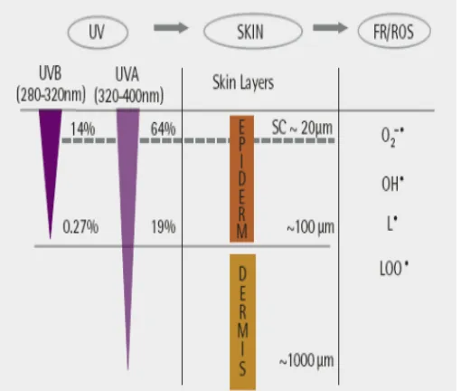 Fig. 2.4 Penetration of UVA and UVB radiation in the skin and the generated free radicals (FR) [9]