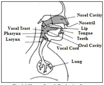 Fig. 1.1.Human Speech Production System 