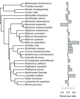 Figure 1: Phylogeny showing relationships between the 28 species used in our comparative analysis, with branch lengths from one of 1,000Alophoixus pallidussampled trees downloaded from BirdTree.org (Jetz et al