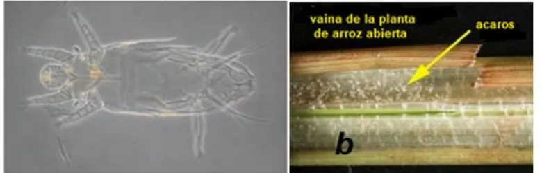 Fig. 6.  a) hembra del S.spinki.Rodríguez y Quirós McIntire,2009 b) Ácaros dentro de la vaina de la hoja de arroz.McDonald, E