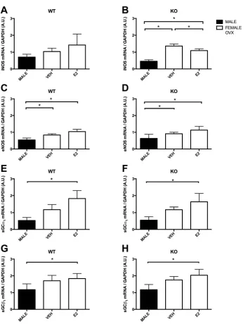 Figure 2. NOS System Gene Expression-iNOS mRNA expression in male, female OVX-VEH and female OVX-E2 ANP+/+mice (A); iNOS mRNA expression in male, female OVX-VEH and female OVX-E2 ANPmRNA expression in male, female OVX-VEH and female OVX-E2 ANPmice (H); Dat