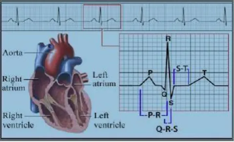 Fig 1: Diagram of Human Heart & Normal ECG Trace 
