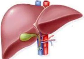 Fig. 1. Structure of Healthy liver 
