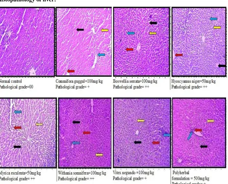 Fig 8: Histopathological sections of liver 